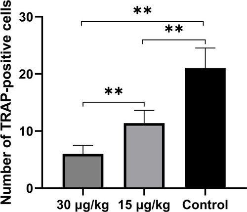 Figure 8 Number of TRAP-positive cells.