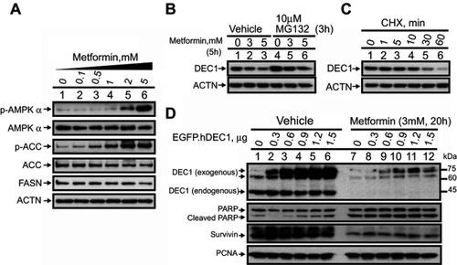 Figure 1 Negative effect of metformin on DEC1 expression in HeLa cells. HeLa cells were treated with (A) the indicated concentrations of metformin for 16 h; with (B) the indicated concentrations of metformin for 5 h plus 10 μM MG132 for 3 h; or with (C) 50 μg/mL CHX for indicated times. Cell lysates were subject to Western blot analysis using antibodies against AMPKα, p-AMPKα, ACC, p-ACC, FASN and DEC-1; ACTN served as the loading control. (D) HeLa cells were transiently transfected with the indicated amounts of pEGFP.DEC1 or 1 μg of empty pEGFP vector (control) and treated with 3 mM metformin for 20 h. Cell lysates were subjected to Western blot analysis using antibodies against DEC1, PARP and survivin; PCNA was the loading control. The results are representative of two independent experiments.