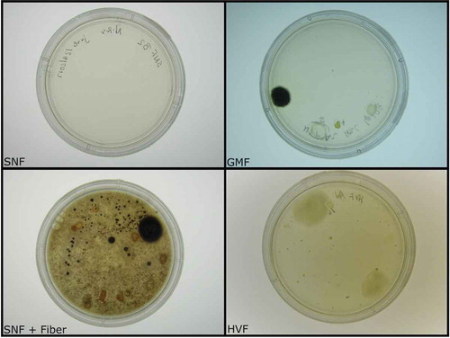 Figure 1. Diversity plates of isolated gut microbes. Using four types of agar, we observed a significant increase in bacterial growth in plates supplemented with insoluble fiber. The amount of growth observed in fiber-supplemented plates (SNF + Fiber) was equivalent to that documented in Gause modified freshwater plates (GMF).
