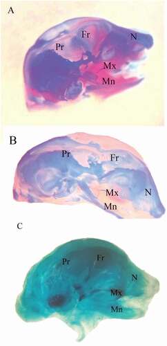 Figure 3. Photographs of the cranial skeleton of fetuses at 20th day of gestation (Alcian blue–Alizarin red double stain). (A) Control group with normal ossification of the cranial bones. (B) LD group: incompletely ossified cranial bones. (C) HD group: unossified cranial bones. N = nasal, Mx = maxilla, Mn = mandible, Fr = frontal, and Pr = parietal