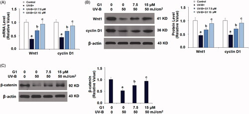 Figure 8. Treatment with the specific GPR30 agonist G1 protects ESCs against UVB-induced inactivation of Wnt/β-catenin. ESCs were stimulated with ultraviolet-B (UV-B) (50 mJ/cm2) with or without 7.5, 15 μM G1 for 24 h. (A) mRNA of Wnt1 and cyclin D1; (B) protein expression of Wnt1 and cyclin D1; (C) protein expression of β-catenin (a, b, c, p < .01 vs. previous group, n = 5–6).