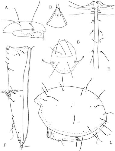 Figure 1 Euphthiracarus (Pocsia) parakunstin. sp. (holotype). (A) Prodorsum, lateral view; (B) prodorsum, dorsal view; (C) opisthosoma, lateral view; (D) mentum of subcapitulum; (E) paraxial fragment of genitoaggenital plates; (F) genitoaggenital and anoadanal plates.