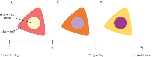 Figure 3. Schematic visualization of the dual sensor label changing its colour over the time of fresh beef stored at 4°C. Presented is a dual sensor label showing three different freshness degrees: (a) fresh, (b) ok, (c) not fresh (adapted and extended from[Citation116]).