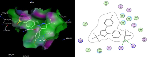 Figure 2 The 2D (right panel) and 3D (left panel) putative binding mode of SC-558.