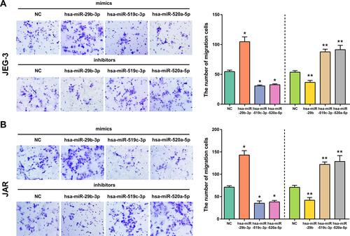 Figure 11 The effect of overexpression or silencing of hsa-miR-29b-3p, hsa-miR-519c-3p and hsa-miR-520a-5p on cell migration in JEG-3 (A) and JAR (B) cells. Cell migration was measured by Transwell assays. *p < 0.05 compared with NC-mimics in JEG-3 and JAR cells. **p < 0.05 compared with NC-inhibitor in JEG-3 and JAR cells.