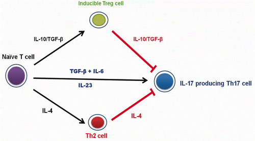 Figure 4. Under the influence of different cytokines indicated with black arrow, Naive T cells can differentiate into Th2, Treg or Th17 cells. IL-4 and IL-10/TGF-beta (indicated with red arrow), which are secreted by Th2 and Treg cell, respectively, are reported to have the down-regulation effects of IL-17 produced by Th17 cell.