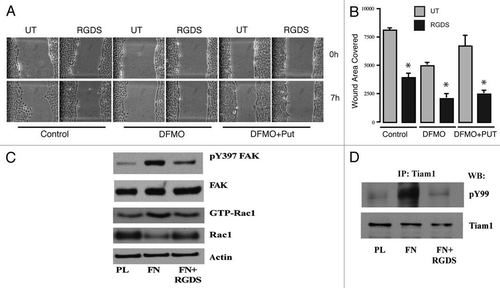 Figure 2 RGDS inhibits migration. IEC-6 cells were grown to confluence in control, DFMO and DFMO plus putrescine containing media for 3 days followed by serum starvation for 24 h. Confluent monolayers were wounded with a gel loading tip in the center of the plates, washed and left untreated or treated with 1 mM RGDS. (A) Plates were photographed immediately to record the wound width (0 h) and again at the marked wound location after 7 h. (B) Wound area covered during migration was calculated as described in the methods. Values are mean ± SEM of triplicates. *Significantly different compared to respective untreated samples. (C) IEC-6 cells were grown to confluence in control medium for 3 days and serum starved for 24 h. Cells were trypsinized and conditioned for 30 min at room temperature before plating on plastic and fibronectin-coated plates in the presence or absence of RGDS (1 mM). Cell lysates were analyzed for pY397FAK, total FAK, and active Rac1 by SDS-PAGE. Actin served as loading control. (D) IEC-6 cells were grown to confluence in control medium for 3 days and serum starved for 24 h. Cells were trypsinized and conditioned for 30 min at room temperature before plating on plastic and fibronectin-coated plates in the presence or absence of RGDS (1 µM) and allowed to attach for about 3 h in serum free medium. Equal amounts of cell lysate immunoprecipitated using Tiam1 antibody were probed with phosphotyrosine (pY99) and Tiam1 antibodies.