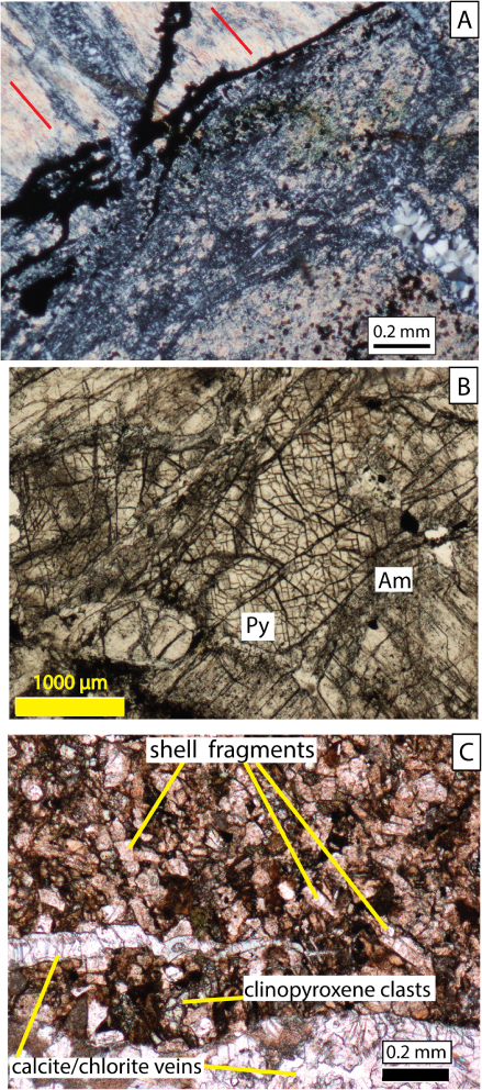 Figure 6 Photomicrographs of various rock types. A, Rodingite: seam of garnets (black) cross-cut by quartz veins. Thin section Searle 5253, crossed polarisers. Note talc/quartz material with schistosity-like fabric (red lines), paralleled by quartz veins, in the upper left-hand corner. The rest of the section is more quartz-rich. B, Pyroxenite: thin section Searle 5233 from Glover Park volcano. Photomicrograph (plane -polarised light) showing transverse section of clinopyroxene crystal (Py) disturbed by cataclastic seams. Am: amphibole-rich interstitial material. The location of this photograph is shown in SF Fig. 3. Note that the photograph is rotated c. 90° counter-clockwise relative to SF Fig. 3. C, Portion of thin section (Searle 5275a) of a fossil-bearing basement sandstone from Glover Park volcano in plane-polarised light, showing shell fragments, clinopyroxene heavy minerals and calcitic veins. See the discussion for the important significance of this specimen.