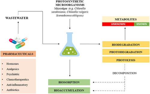 Figure 3. The concept of pharmaceuticals removal in photobioreactors.