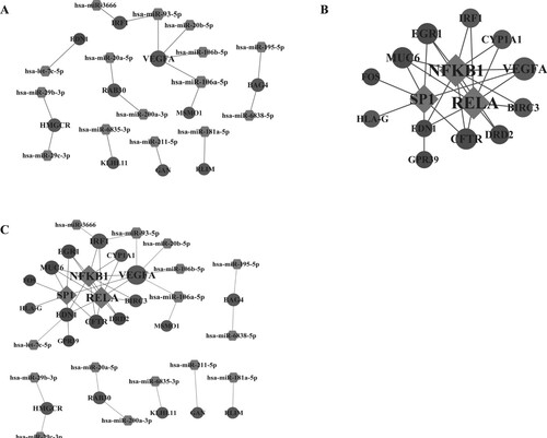 Figure 5. The regulatory network. (A) The miRNA-gene regulatory network; (B) The transcription factor-gene regulatory network; (C) The miRNA-gene-transcription factor regulatory network. Light grey nodes represent up-regulated genes, and dark grey nodes represent down-regulated genes; rhombus represents transcription factors; hexagon represents miRNAs.