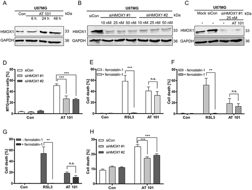 Figure 7. HMOX1 triggers mitophagy, which is accompanied with increased cell death. (A) Immunoblotting analysis of HMOX1 expression in U87MG cells treated with AT 101 (15 µM) compared to control (Con). (B) Immunoblotting analysis of HMOX1 expression in U87MG cells treated with 2 different siRNAs against HMOX1 (siHMOX1 #1 and siHMOX1 #2; 10 nM, 25 nM, 50 nM) compared to siRNA universal negative control (siCon). (C) Immunoblotting analysis of HMOX1 expression in U87MG cells treated with AT 101 (15 µM) and/or siRNA against HMOX1 (siHMOX1 #1; 25 nM) compared to mock transfection and siRNA universal negative control (siCon). (D) Quantification of MTG-negative U87MG cells by flow cytometric analysis upon treatment with AT 101 (15 µM, 24 h) in the presence of 2 different siRNAs against HMOX1 (siHMOX1 #1 and siHMOX1 #2; 10 nM) compared to siRNA universal negative control (siCon). (E-G) Quantification of PI-positive cells of the cell lines MZ-54 (E), U343 (F) and U87MG (G) treated with 15 µM AT 101 or 500 nM RSL3 in the presence or absence of 5 µM ferrostatin-1. Cell death was assessed after 48 h (MZ-54, U343) or 72 h (U87MG) by PI and Hoechst-stained nuclei using fluorescence microscopy. Mean and SEM of 5–7 independent experiments performed in triplicate are shown. (H) Quantification of cell death by flow cytometric analysis of ANXA5/annexin binding and PI uptake after treatment with AT 101 (15 µM, 24 h) in the presence of 2 different siRNAs against HMOX1 (siHMOX1 #1 and siHMOX1 #2; 10 nM) or siRNA universal negative control (siCon). MTG and cell death measurements were repeated at least 3 times. Data are mean + SEM from n = 9–12 samples (10,000 cells measured in each sample, 3–4 samples per experiment).