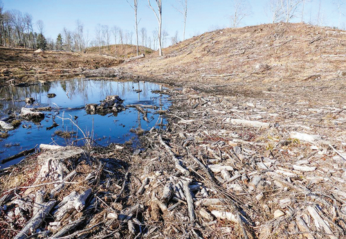 Figure 1. Forest clearance by the Massachusetts Division of Fisheries and Wildlife (MassWildlife), as part of a ~ 200-ha ‘barrens restoration project’ in the Muddy Brook Wildlife Management Area, central Massachusetts, March 2020. MassWildlife commonly uses logging, prescribed fire, and herbicide treatments on public lands across Massachusetts, despite the fact that paleoecological records show closed-canopy forests prior to European colonization and deforestation (Oswald et al. Citation2020a). Photo by Chris Matera.