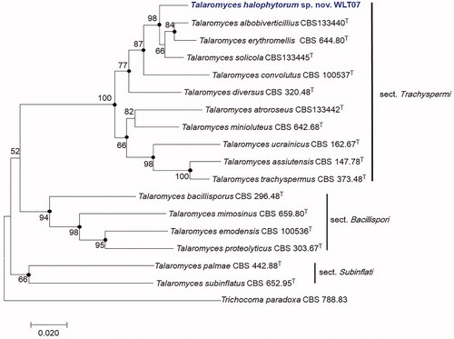 Figure 2. Maximum-likelihood phylogenetic tree based on combined ITS, BenA, CaM, and RPB2 genes of Talaromyces section Trachyspermi species including Talaromyces halophytorum sp. nov., WLT07. Filled circles indicate that corresponding nodes are also recovered in the trees generated with the maximum-parsimony and neighbor joining algorithms. Trichocoma paradoxa was included as an outgroup. Bootstrap analysis was performed with 1000 replications. T indicates the type strain of the species. Bar, 0.02 substitutions per nucleotide position.