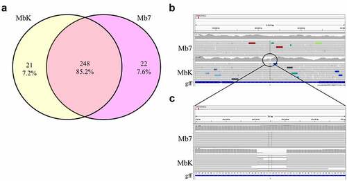 Figure 1. Genetic polymorphism between Metarhizium brunneum isolate, Mb7 and MbK. (a) Venn diagram comparing identified mutations in isolates MbK and Mb7 based on reference genome Metarhizium brunneum 4556 (Asm1342620v1), conducted by Venny 2.1 tool [Citation56]. (b) Representative snapshot from IVG software showing deletion in MbK genome compared with reference genome and Mb7 isolate. Location in reference genome CP058935.1 nt 101,270. gff: represents gene annotations, upstream to XP_014539572.1 (MEP1) and downstream to XP_014539573.1 (PR1C) (c) Enlargement of IGV snapshot of the deletion in MbK isolate compared with reference genome and Mb7 isolate.