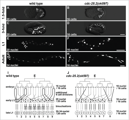 Figure 1. Intestinal development was arrested at the 16E cell stage in cdc-25.2 mutants. (A-H) GFP-marked intestinal nuclei in wild type (A, C, E and G) and cdc-25.2(ok597) mutants (B, D, F and H) at different developmental stages: (A, B) 1.5-fold embryos, (C, D) 3-fold embryos, (E, F) L1-stage larvae, (G, H) adult worms. Left, the anterior side. Arrowheads in (E-H) indicate locations of int1 nuclei. Scale bars, 10 μm in (D), 25 μm in (F) and 50 μm in (H). (I, J) Schematic diagrams of intestinal divisions in wild type (I) and cdc-25.2(ok597) mutants (J). Vertical and horizontal lines indicate division patterns of the E lineage. Broken horizontal lines indicate the 16E cell stage. Bold lines indicate different division patterns between wild type and cdc-25.2(ok597) mutants. Small black dots indicate intestinal nuclei. Half circles and quarter circles indicate int ring cells. Bottom numbers indicate the numbering of each int ring. In wild type, int8-9 nuclei do not always divide at the L1 stage. Therefore, they are indicated by dotted lines and small dotted circles.