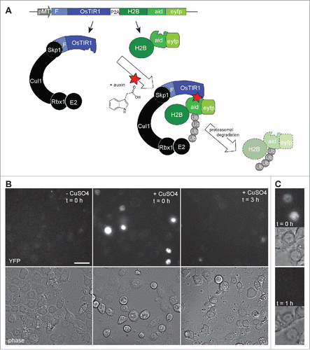 Figure 2. Auxin induced degradation in Drosophila S2R+ cells. (A) Scheme illustrating the characteristic features of the pMT-OsTIR1-P2A-H2B-aid-eyfp construct and of the auxin-inducible degradation system. The MtnA promoter (pMT) controls expression of an mRNA that includes the sequence of a “self-cleaving” 2A peptide (P2A). Therefore, the mRNA generates 2 distinct proteins. The first is the protein TIR1 from rice (OsTIR1) which includes an F box (F) that allows integration into an SCF ubiquitin ligase complex together with the endogenous Drosophila proteins Skp1, Cul1, Rbx1 and an E2 protein. The second protein is a histone H2B fusion protein with a C-terminal extension that consists of the auxin-inducible degron (aid) followed by EYFP (eyfp). In the presence of auxin, aid-containing proteins are recruited to OsTIR1, resulting in their polyubiquitinylation and proteasomal degradation. (B) The construct illustrated in panel A was transfected into S2R+ cells. Construct expression was either induced (+ CuSO4) or not induced (- CuSO4) before fixation and imaging. The strong nuclear YFP signals, which were observed in transfected and induced cells before addition of auxin (t = 0h), were no longer present when cells were fixed 3 h after addition of auxin (t = 3h). Scale bar = 20 µm. (C) By time lapse imaging the nuclear YFP signals were confirmed to disappear from transfected and induced S2R+ cells within less than an hour after addition of auxin. The upper images (t = 0h) were acquired immediately before and the lower images (t = 1h) one hour after auxin addition.