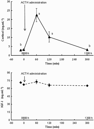 Figure 2. Cortisol and IGF-I levels (ng/ml) before and after ACTH administration in experimental cows. The values are means and standard errors of the mean. Means labelled with different letters differ (P ≤ .05) within time.