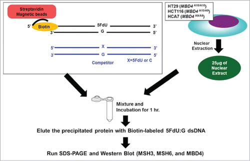 Figure 2. Schematic diagram for our DNA pull down assay.