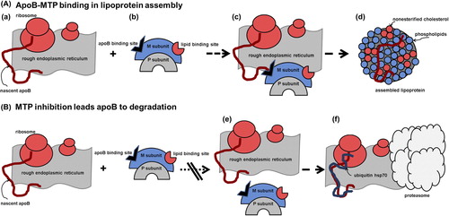 Figure 1. Biochemical mechanisms of the activity of MTP of the inhibition of this assembly. A: (a) Synthesis of apo B occurs on the rough endoplasmic reticulum. (b) MTP consists of two subunits: the P subunit is the ubiquitous ER-resident enzyme protein disulfide isomerase (PDI), known to facilitate disulfide bond formation during nascent protein biosynthesis. The M subunit contains binding sites for apo B and lipids. (c) By interacting with nascent apo B, MTP facilitates its translocation, lipidation, and the prevention of degradation. (d) The apo B-containing lipoprotein is assembled. B: (e) MTP inhibition by mutation of the apo B binding site or following inhibitor use (f) leads apo B to proteasomal degradation via heat shock protein 70 (hsp70) and ubiquitination.