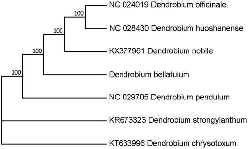Figure 1. Phylogenetic position of D. bellatulum inferred by maximum likelihood (ML) of complete cp genome. The bootstrap values were based on 1000 replicates, and are shown next to the nodes.