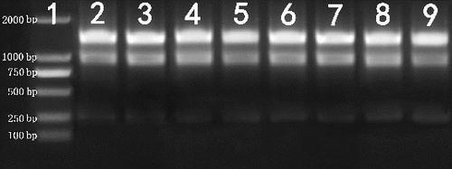 Figure 1. Agarose gel electrophoresis of total RNA (1 μg) extracted from N. cadamba tissues.Note: Lane 1 – DNA molecular weight marker; Lane 2 – bud; Lane 3 – leaf; Lane 4 – cambium region; Lane 5 – root; Lane 6 – young shoot segment; Lane 7 – flower; Lane 8 – fruit; Lane 9 – seedling.