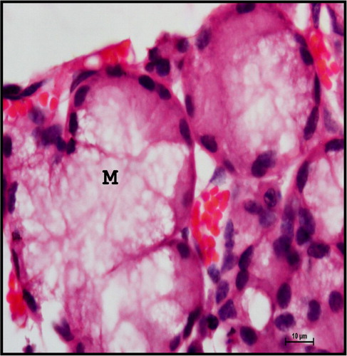 Figure 21. Photomicrograph of mandibular salivary gland of neonatal buffalo showing mucous acini (M) having narrow indistinct lumen. The nucleus is flattened and located in the basal part of the cytoplasm. Haematoxylin and Eosin method ×1000.