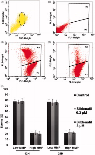 Figure 2. Sildenafil citrate effects on mitochondrial membrane potential (MMP). Control samples were incubated in the absence of sildenafil in phosphate buffered saline (PBS)-glucose-bovine serum albumin (BSA) medium and test samples were incubated with 0.3 and 3 µM sildenafil for 12 hours (n = 5) and 24 hours (n = 4). (A–D) Flow-cytometry dot-plot chart of a control sample. Selected sperm population (A), not labeled with 5,5′,6,6′-tetrachloro-1,1′,3,3′-tetraethylbenzimidazolylcarbocyanine iodide (JC-1) (B), labeled with JC-1 (C), and co-incubated with JC-1 and p-trifluoromethoxy carbonyl cyanide phenyl hydrazine (FCCP) (D). Red fluorescence (high MMP) was detected in the FL2 channel and the green fluorescence (low MMP) in the FL1 channel. The R2 region on the dot plots (B,C,D) represent the area with high MMP sperm and the R3 region sperm with low MMP. (E) Effects of Sildenafil on sperm mitochondrial membrane potential. MMP was determined as described in the Material and Methods section. Results are presented as mean ± S.E.M percentage of 50,000 events per sample.
