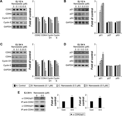 Figure 3 Immunoblots of cell cycle regulators in Au@Pt-NS-treated EJ cells.Notes: EJ cells were treated with Au@Pt-NSs at the concentrations indicated for 12 and 24 h. Changes in the protein levels of CDK2, CDK4, cyclin D1, and cyclin E were measured by immunoblotting after 12 h (A) and 24 h (C). Alterations in the protein levels of CDK inhibitors, p21WAF1, p27KIP1, and p53 were measured using immunoblotting after treatment with Au@Pt-NSs for 12 h (B) and 24 h (D). GAPDH was used as an internal control. Bar graphs show the relative fold changes of proteins at different concentrations of Au@Pt-NSs compared with the control. (E) The EJ cell lysates were immunoprecipitated with specific antibodies against CDK2 and CDK4 followed by immunoblotting with antibodies recognizing p21, CDK2, or CDK4. Graphs show the relative amount of immunoprecipitated proteins as fold changes compared with the control. For the bar graphs, values are presented as mean ± SD of three independent experiments; *P < 0.05, compared with the control group.Abbreviations: Au@Pt-NSs, gold@platinum nanoseeds; CDK, cyclin-dependent kinase; Con, negative control; IP, immunoprecipitation.