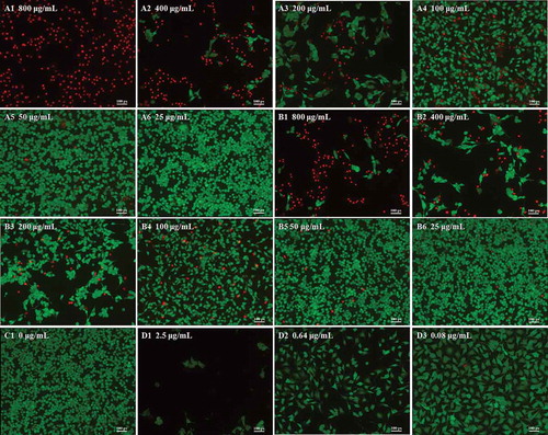 Figure 3. Morphology of B16–F10 cells by calcein acetoxymethyl ester/propidium iodide fluorescein staining. Cells were treated with anthocyanidins (A1–A6) and anthocyanins (B1–B6) at various concentrations (25–800 μg/mL) for 48 h. Non-treated B16-F10 cells served as the negative control (C1), while doxorubicin was the positive control (D1–D3). The fluorescence images were obtained by inverted fluorescence microscopy.