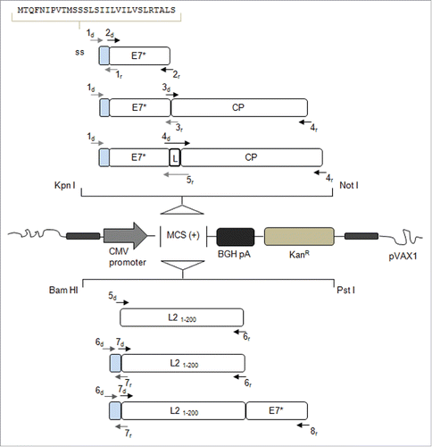 Figure 1. Schematic representation of the genes introduced into the mammalian vector pVAX1 with indication of the oligonucleotides used for PCR amplification and assembly (see Table 1). The recombinant genes are under the control of the CMV promoter and the BGH pA signal constituting the expression cassette, while the selectable marker is KanR. BGH pA: Bovine Growth Hormone poly-adenilation signal; KanR: Kanamycin Resistance; ss (light gray boxes): signal sequence of the gene encoding the Polygalacturonase Inhibiting Protein of Phaseolus vulgaris; E7*: attenuated E7 gene of HPV16; CP: Potato Virus-X coat protein gene; L: linker sequence encoding the Gly-Pro-Gly-Pro tetrapeptide; L21–200: nucleotide sequence corresponding to aa 1-200 of the L2 minor capsid protein of HPV type 16.