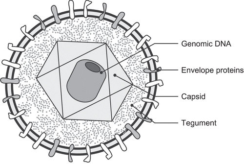 Figure 1.  Schematic diagram of a herpesvirus demonstrating the major structural components including the genomic DNA, virus capsids, tegument, envelope, and envelope glycoproteins.