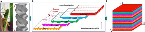 Figure 1. Bio-inspired process design: (a) The Bouligand structure emerging in the exoskeleton of grasshopper; (b) The laser scanning strategy mimicking the arrangement of fibres in the Bouligand structure; (c) A schematic of the helically stacked laser tracks.