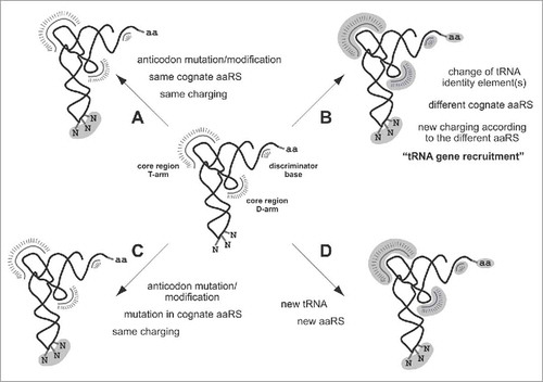 Figure 2. How tRNAs can capture other codons. The scheme outlines the 4 scenarios for a tRNA under which a non-cognate codon can be captured. All scenarios observed so far require a mutation in the anticodon. Some scenarios in addition necessitate changes in the aaRSs. Required mutations in the anticodon and in discriminator elements of the aaRSs are highlighted in gray. Scenarios A and C generate isoacceptor tRNAs, scenarios B and D alloacceptor tRNAs.