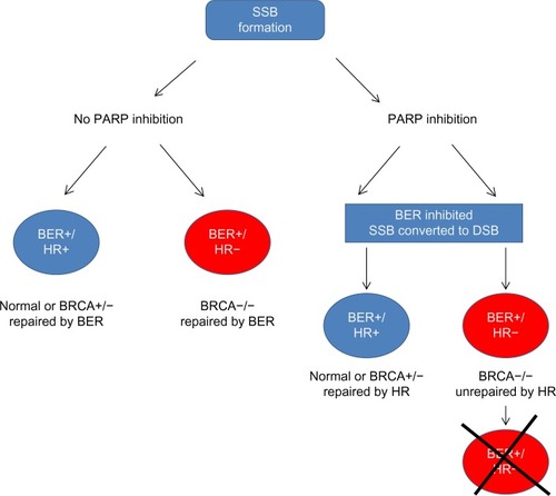 Figure 2 Synthetic lethality in BRCA−/− cells upon PARP inhibition. PARP inhibition leads to SSBs. During replication SSBs get converted to DSBs. BRCA−/− cells are deficient in HR and hence unable to repair DSBs. DSB accumulation leads to cell death. In cells where PARP is proficient, SSBs are repaired by BER irrespective of BRCA status. There is no DSB generation, and cells continue to survive.Abbreviations: BER, base excision repair; BRCA, breast cancer susceptibility protein; DSB, double-strand break; HR, homologous recombination; PARP, poly[ADP-ribose] polymerase 1; SSB, single-strand break.