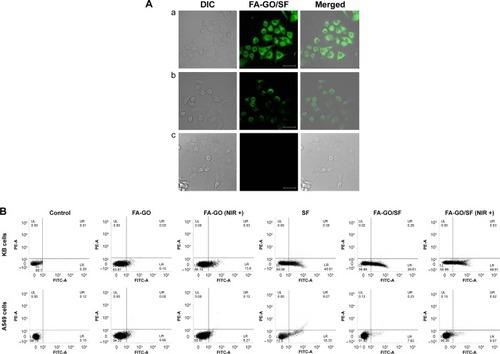 Figure 8 Determination of cellular uptake and apoptosis induction by FA-GO/SF.Notes: (A) Confocal images showing the cellular uptake of FITC-loaded FA-GO in (a) KB cells without FA pretreatment, (b) KB cells with FA pretreatment, and (c) A549 cells without FA pretreatment. (B) Flow cytometry analysis of the apoptotic effects of FA-GO, FA-GO + (NIR), free SF, FA-GO/SF, and FA-GO/SF + NIR in the indicated cell lines. Scale bar = 30 µm and magnification: 40×.Abbreviations: FA-GO, FA-conjugated GO; FA, folic acid; GO, graphene oxides; FA-GO/SF, FA-GO loaded with SF; NIR, near-infrared irradiation; SF, sorafenib; FITC, fluorescein-5(6)-isothiocyanate.