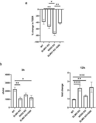 Figure 3. The impact of ELMO1 and NOD2 in bacterial entry and viability in murine ileal EDMs. a. Enteroid-derived monolayers (EDMs) from age and gender matched WT, NOD2 KO and ELMO1 KO mouse were infected with AIEC-LF82 for 8 h. GSK717, a pharmacologic inhibitor of NOD2 was used in ELMO1 KO EDMs to inhibit NOD2 signalling. Transepithelial electrical resistance (TEER) was measured at time intervals and plotted as percentage change at 8 h compared to 0 h. b. the same EDMs from (a) were infected with AIEC-LF82; the bacterial internalization determined at 3 h has been plotted as colony-forming units (cfu/mL) and bacterial survival was measured at 12 h where the fold change was calculated considering WT EDMs as 1.Results shown are mean ± SEM as determined by Mann–Whitney U test. p value is considered significant if the value < 0.05, < 0.01 < 0.001 and < 0.0001 represented as *, **, *** and **** respectively.