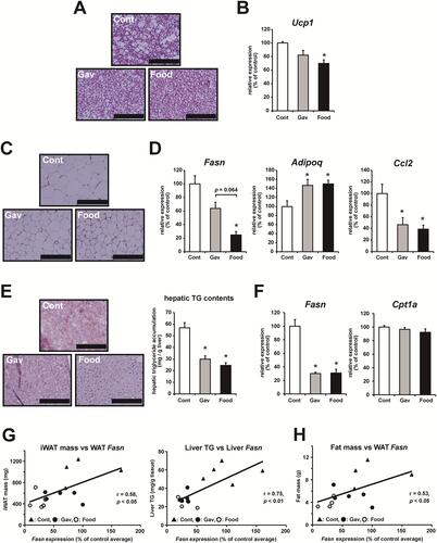 Figure 2 Analysis of BAT, WAT, and liver tissue isolated from mice treated with or without canagliflozin. (A) Hematoxylin and eosin (H&E) staining of BAT isolated from mice in each group. Scale bar = 200 μm. (B) The relative mRNA expression of Ucp1 in BAT of mice in each group. (C) H&E staining of WAT isolated from mice in each group. Scale bar = 200 μm. (D) Relative mRNA expression of Fasn, Adipoq, and Ccl2 in WAT isolated from mice in each group. (E) Oil Red O staining and triglyceride (TG) content of liver tissue isolated from mice in each group. Scale bar = 200 μm. (F) Relative mRNA expression of Fasn and Cpt1a in the liver tissues from mice in each group. (G) Correlation between inguinal WAT (iWAT) mass and WAT Fasn expression (left) and liver triglyceride levels and liver Fasn expression (right). (H) Correlation between the total fat mass detected using MRI analysis and WAT Fasn expression. For (G) and (H), the correlation coefficients were calculated based on Pearson’s correlation. The data are expressed as the mean ± SEM. *p<0.05 vs control. N=4–5 for each group.