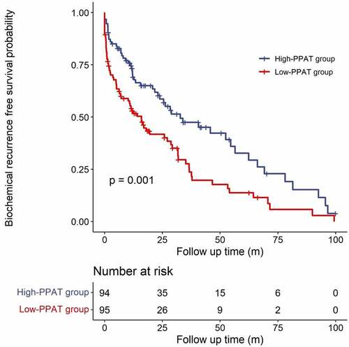 Figure 2. Kaplan-Meier curve analysis of biochemical recurrence free survival of patients by normalized PPAT volume after laparoscopic radical prostatectomy. PPAT: periprostatic adipose tissue.