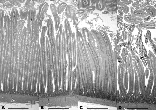 Figure 5.  Histological appearance of the duodenal mucosa of young turkey poults. 5a: Uninfected turkey poult at 6 days of age. 5b: Infected turkey poult at 4 days of age (3 d.p.i.) had nearly normal appearance. 5c: Infected turkey poult at 6 days of age (5 d.p.i.) demonstrating cellular infiltration of the lamina propria of the villi and surrounding the crypt. There was some shortening of the villi with modest increase in crypt depth. 5d: Infected turkey poult at 8 days of age (7 d.p.i.) showing significant villus shortening with sloughing of denuded villar lamina propria (arrows) and some increase in crypt depth. Infiltration of the lamina propria, especially surrounding the crypts, with lymphocytes and monocytes was evident. Bars = 500 µm.