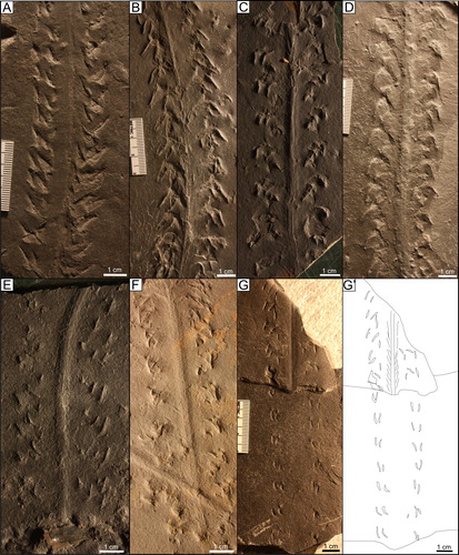 Figure 18. Unassigned “xiphosurid” tracks: A) UCM 1740 (AMNH 6003) B) UCM 1738 (MSC uncatalogued) C) UCM 722 (MSC 27764) D) UCM 1748 (AMNH 6014) E) UCM 1356 (MSC 27781) F) UCM 1414 (MSC uncatalogued) G) UCM 1781 (AMNH 6012).