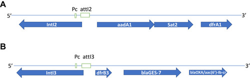 Figure 2 Diagram of integrons. Blue arrows mark open reading frames. Green boxes mark regulatory items: Pc- promotor and attI2 or attI3 – attachment site. (A) Class 2 integron: integrase (IntI2 – 977 bp) and antibiotic resistance gene cassettes (aadA1 – 852 bp, Sat2 – 583 bp, dfrA1– 473 bp). (B) Class 3 integron: integrase (IntI3 – 1040 bp) and antibiotic resistance gene cassettes (dfrB3 – 236 bp, blaGES-7 – 863 bp, blaOXA/aac(6ʹ)-Ib-cr – 554 bp).