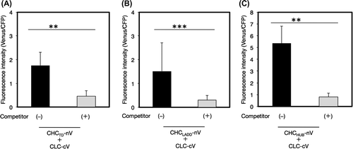 Fig. 5. Interaction of CLC with a part of CHC by a BiFC analysis.Notes: The interaction of CLC with CHCTD (A), CHCLADD (B), or CHCHUB (C) was evaluated by a competitive BiFC assay. Non-fluorescence tagged CHCTD (A), CHCLADD (B), or CHCHUB (C) was used as a competitor. Plasmids encoding a pair of CLC-cV and a fragment of CHC-nV with or without a competitor, or a pair of nV and cV as a negative reference were bombarded on leek epidermal tissues. Equal amounts of a plasmid for CFP were also coated on bombarded particles as an internal reference. Quantification of the interaction between CHC and CLC and an evaluation of the specificity of this interaction was performed as described in Fig. 3 (n = 10–15, error bars represent SD, **p < 0.0001, ***p < 0.005, t-test).