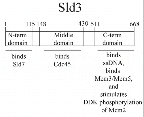 Figure 1. The modular domain organization of Sld3 is shown. The N-terminal domain (amino acids 1-115) binds to Sld7. The middle domain (amino acids 148-430) binds to Cdc45. The C-terminal domain (amino acids 511-668) binds to ssDNA, binds to Mcm3/Mcm5, and stimulates DDK phosphorylation of Mcm2.