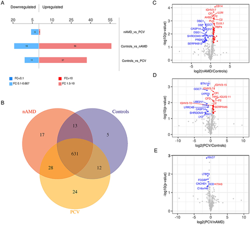 Figure 2 Venn diagram and Volcano plots of DEPs in different comparisons. (A) Up- and downregulated DEPs in different comparisons. (B) Venn diagram identifying 631 co-expressed DEPs among Control, nAMD and PCV, 5 unique DEPs in Control, 17 unique DEPs in nAMD and 24 unique DEPs in PCV. (C–E) Volcano plots showing the distribution of differentially expressed proteins in each comparison. The horizontal axis indicates the fold change (FC), the vertical axis indicates the p value. Red dots are upregulated DEPs, blue dots are downregulated DEPs, and gray dots are proteins without significant differential expression. (|log2(FC)| > 0.58; p value < 0.05).