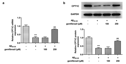 Figure 6. PPARα activation could increase CPT1C expression in Aβ25-35-induced HT22 cells. HT22 cells were co-treated with gemfibrozil 100 μM or 250 μM, and Aβ25-35 for 48 h