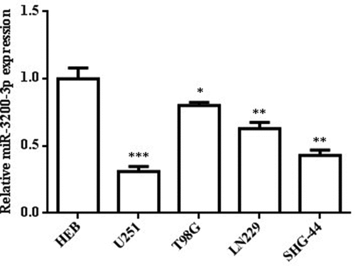 Figure 1. Downregulation of miR-3200-3p in three glioma cells. The level of miR-3200-3p in HEB, U251, T98G, and LN229 was examined by RT-PCR. *p < 0.05, **p < 0.01 and ***p < 0.001 vs. HEB.