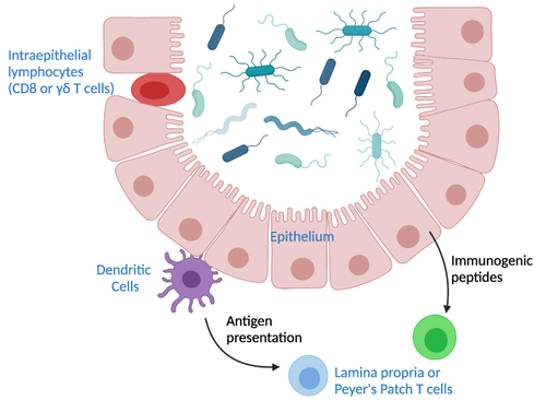 Figure 1 Pathways of T cell interactions with commensals. Depicted are commensal bacteria in the lumen of the intestine. Intraepithelial T cells are situated within the epithelial layer and can interact directly with commensals. T cells in mesenteric lymph nodes, the lamina propria, or Peyer’s patches rely on signaling by other cell types. Dendritic cells can traffic to the T cell sites and bring commensal antigens. The intestinal epithelium can also produce immunogenic peptides that influence production of T cells in the non-epithelial sites.