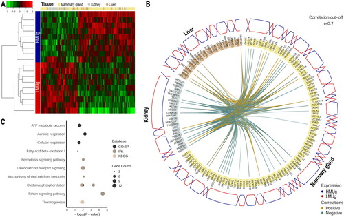 Figure 1. Expression profiling and enrichment analysis of key molecular features in liver, kidney and mammary gland discriminating HMUg and LMUg cows. The tissue-specific expression of the selected genes and the hierarchical clustering of the samples are illustrated in a heatmap (A). The color key represents the Z-score indicating the level of gene expression. The circos plot (B) indicates the key genes in each tissue (yellow: mammary gland, brown: liver and grey: kidney), their correlations greater than 0.7 (inner circle) and the predominant expression of genes in HMUg and LMUg group (outer circle). The enrichment plot (C) shows the significantly enriched GO terms (GO:BP) and pathways (IPA and KEGG) based on the 147 genes.