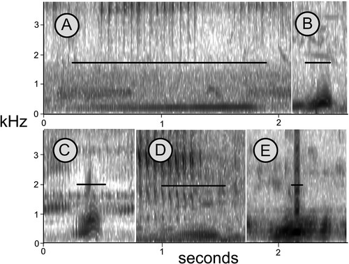 Figure 3. Sound spectrograms of representative bullfrog calls. (A) Pyxicephalus adspersus (Vetkuil, Limpopo province, South Africa), (B) P. angusticeps (Beira, Mozambique), (C) P. beytelli (Chief's Island, Botswana), (D) P. edulis (Gorongosa, Mozambique). The black lines indicate the length of each call. Compare frequency of each species' call in Table 4 in order to identify the calls.