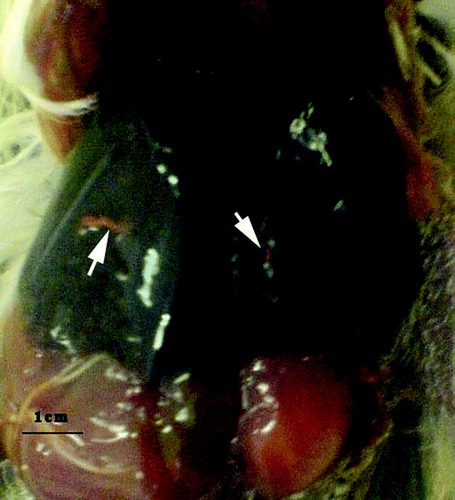 Figure 2.  Macroscopic lesion of a canary with confirmed salmonellosis. Note the severe congestion of the liver with necrotic foci (marked by arrows).